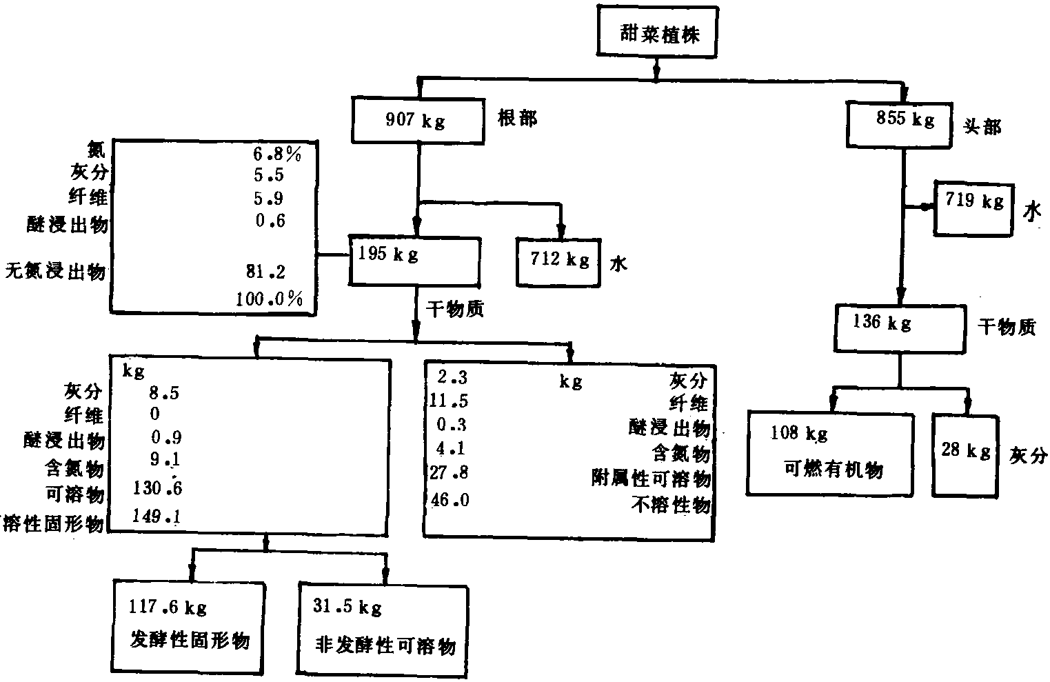 三、甜菜